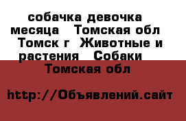 собачка-девочка 3 месяца - Томская обл., Томск г. Животные и растения » Собаки   . Томская обл.